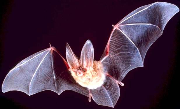 The Bat's Special Radar Design